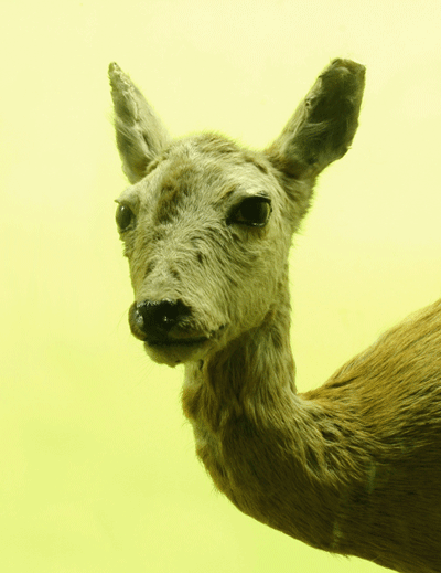 Yellow Deer, 2006